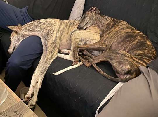 Windhunde - Treffen der besonderen Schönheiten
HERZLICH WILLKOMMEN-Beitrag-Bild