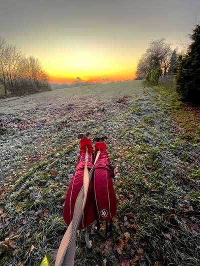 Windhunde - Treffen der besonderen Schönheiten
HERZLICH WILLKOMMEN-Beitrag-Bild