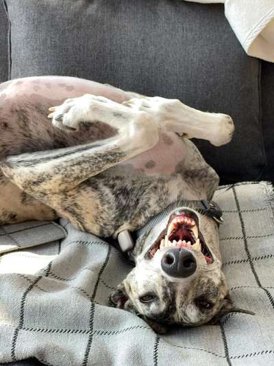 Windhunde - Treffen der besonderen Schönheiten
HERZLICH WILLKOMMEN-Beitrag-Bild