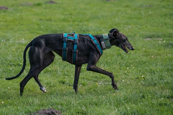 Windhunde - Treffen der besonderen Schönheiten
HERZLICH WILLKOMMEN-Beitrag-Bild