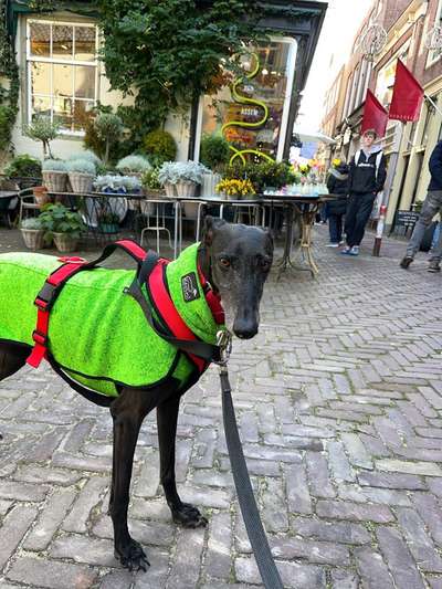 Windhunde - Treffen der besonderen Schönheiten
HERZLICH WILLKOMMEN-Beitrag-Bild