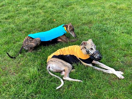 Windhunde - Treffen der besonderen Schönheiten
HERZLICH WILLKOMMEN-Beitrag-Bild