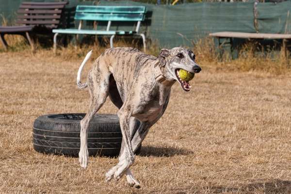 Windhundtreffen - PLZ-Beitrag-Bild