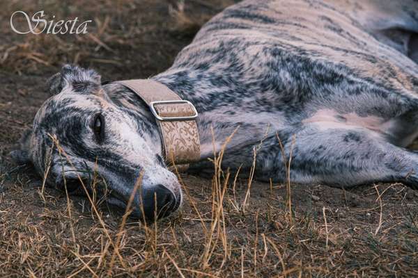 Windhunde - Treffen der besonderen Schönheiten
HERZLICH WILLKOMMEN-Beitrag-Bild