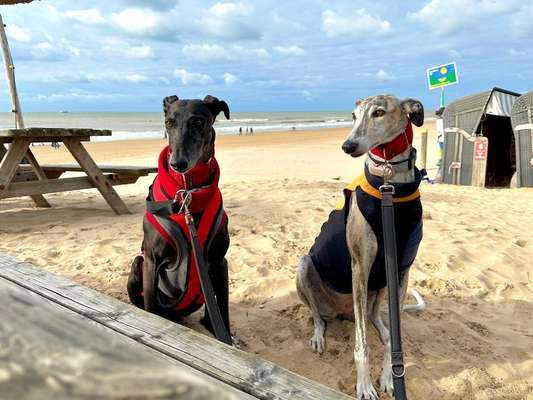 Windhunde - Treffen der besonderen Schönheiten
HERZLICH WILLKOMMEN-Beitrag-Bild