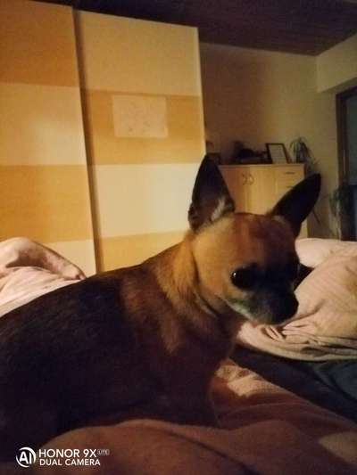 Welchen Hund hast du?-Beitrag-Bild