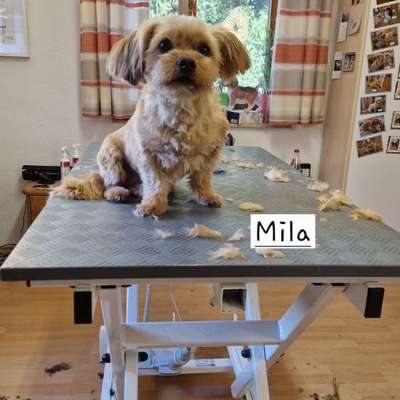 Hundefriseure-Hunde- und Katzensalon Gaby Schlegel-Bild