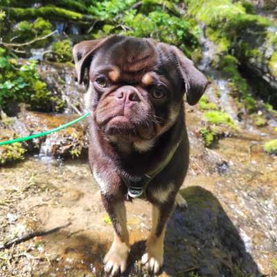 Wo sind die Möpse?-Beitrag-Bild