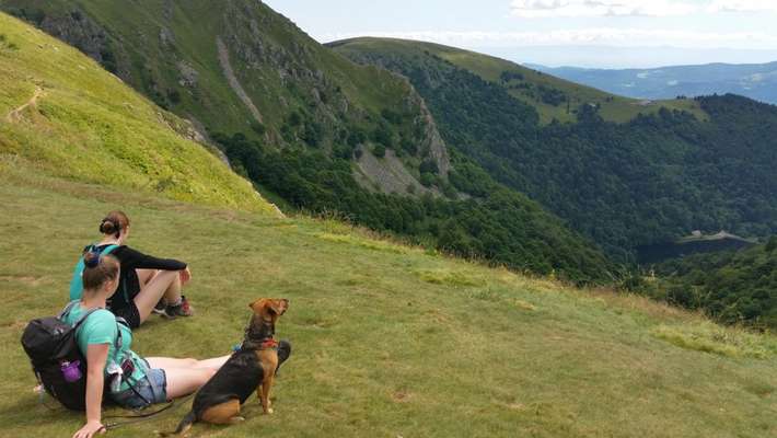 Hundetreffen-Spontaner Spaziergang mit deinem Hund-Bild