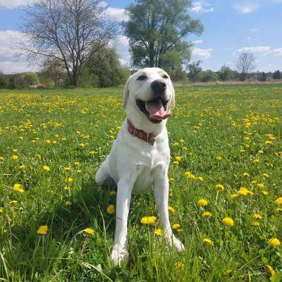 aktuelles Foto Gruppe Labrador