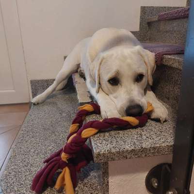 aktuelles Foto Gruppe Labrador