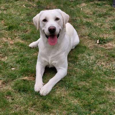 aktuelles Foto Gruppe Labrador