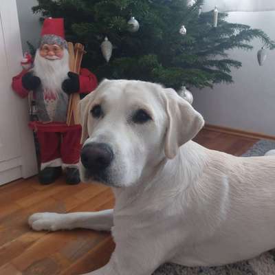 aktuelles Foto Gruppe Backen für Hunde