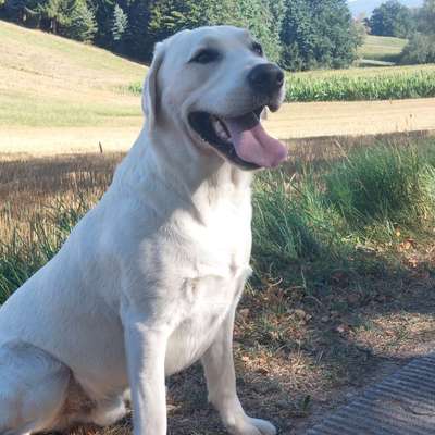 aktuelles Foto Gruppe Labrador