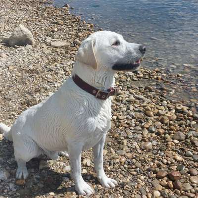 aktuelles Foto Gruppe Labrador