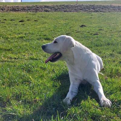 aktuelles Foto Gruppe Labrador