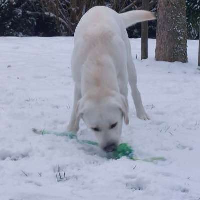 aktuelles Foto Gruppe Labrador