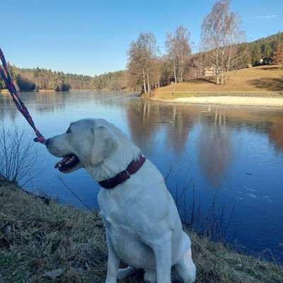 aktuelles Foto Gruppe Labrador