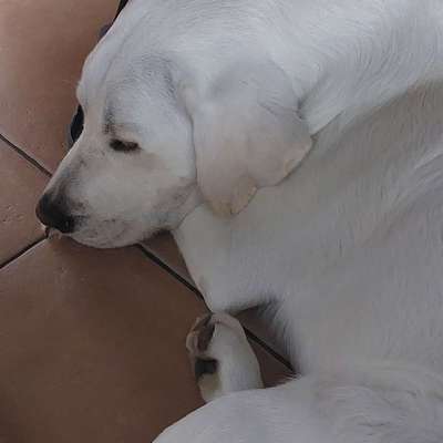 aktuelles Foto Gruppe Labrador