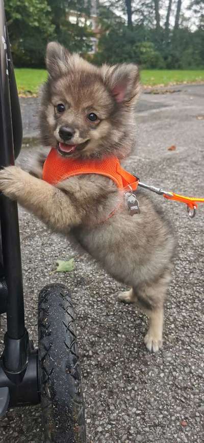 Welpen Bilder !-Beitrag-Bild