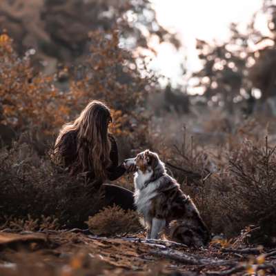 Hundetreffen-Waldspaziergang mit wunderschönen Hundebildern-Bild