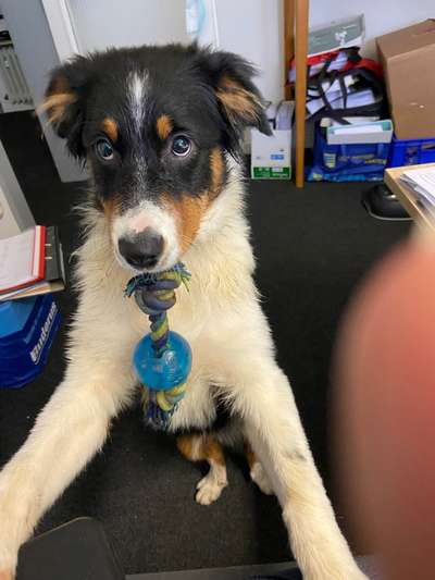 Dogorama Photo Challenge - Hundeblick zum hinschmelzen-Beitrag-Bild