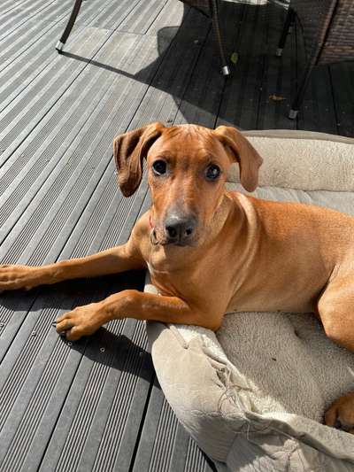 Rhodesian Ridgeback-Beitrag-Bild