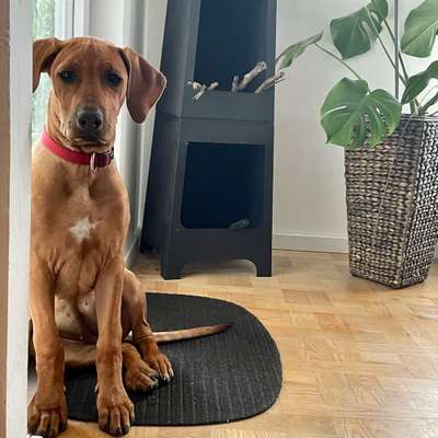 Rhodesian Ridgeback-Beitrag-Bild