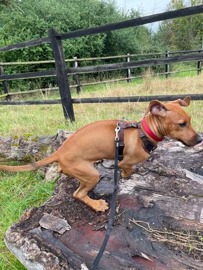Fotosammlung: ,,Der natürliche Hund" Unbearbeitet, ungestellt und in Natura-Beitrag-Bild