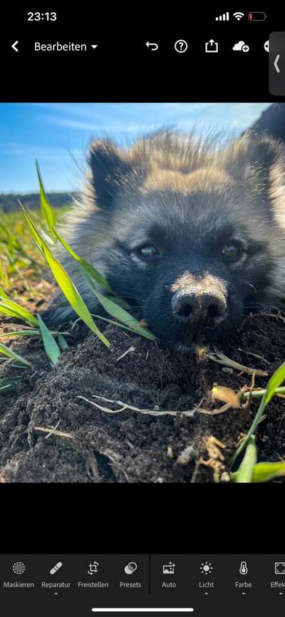 Dogorama Photo Challenge - Details Ganz nah-Beitrag-Bild