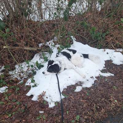 Hundetreffen-Spielen,toben und zusammen Spazieren gehen-Bild