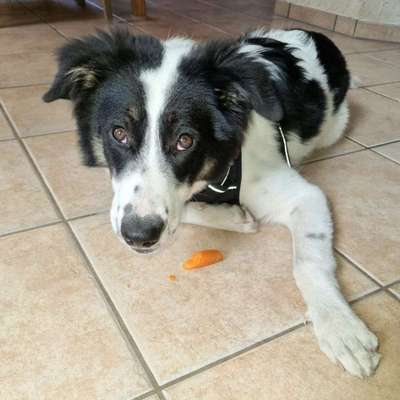 Hundetreffen-Spielen,toben und zusammen Spazieren gehen-Bild