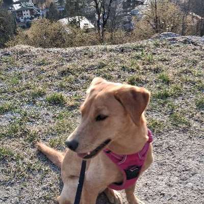 Hundetreffen-Gassifreunde im Süden Salzburgs gesucht-Bild