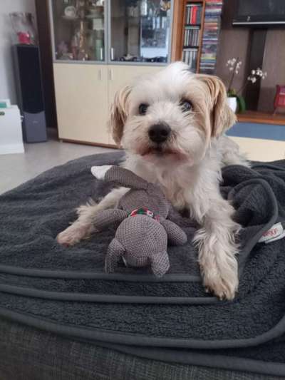 Kleine Hunde ganz Groß-Beitrag-Bild