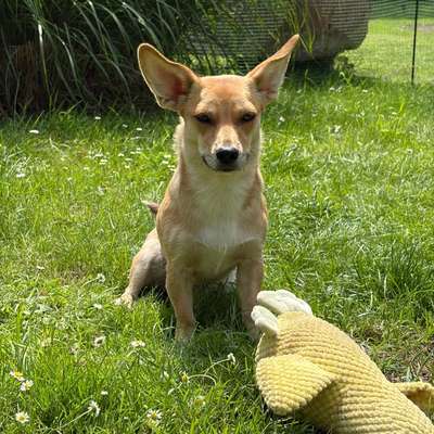 Hundetreffen-Spieldate und Begegnungstraining-Bild