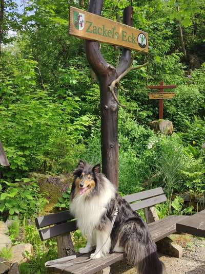 Langhaar Collies-Beitrag-Bild