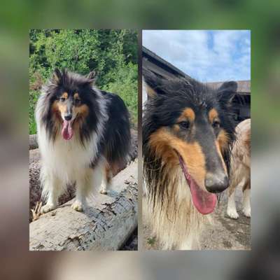 Langhaar Collies-Beitrag-Bild