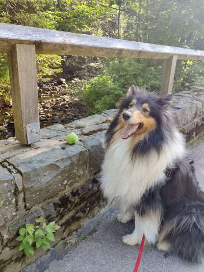 Dogorama Photo Challenge - Brücken-Beitrag-Bild