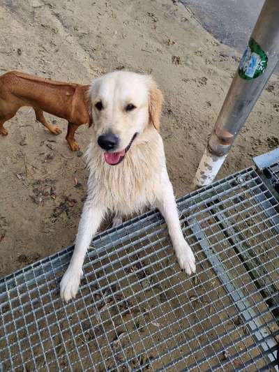 Dogorama Photo Challenge - lustigste Grimasse-Beitrag-Bild