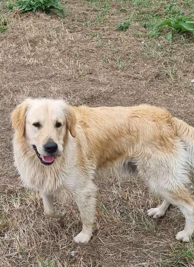 Wo sind die Golden Retriever Liebhaber?-Beitrag-Bild