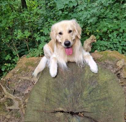 55.Fotocollagen  Challenge  4 Jahreszeiten-Beitrag-Bild