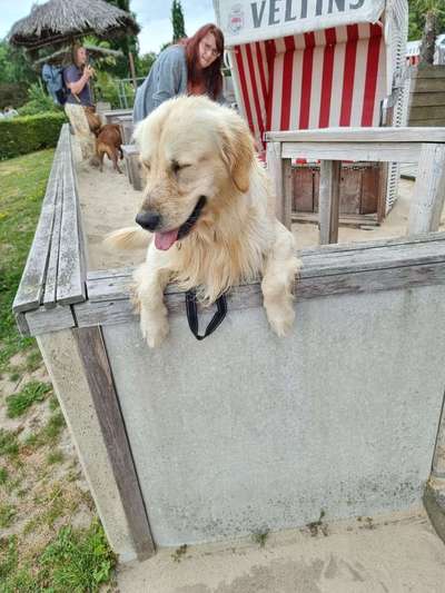 Wo sind die Golden Retriever Liebhaber?-Beitrag-Bild