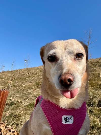 Lustigsten Grimassen von euren Hunden-Beitrag-Bild