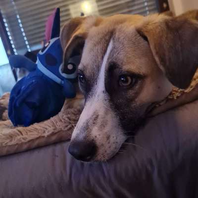 Hundetreffen-Gassi und und spiel freund gesucht-Bild