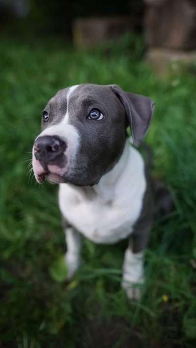 Dein Hund im Dogorama-Kalender 2021-Beitrag-Bild