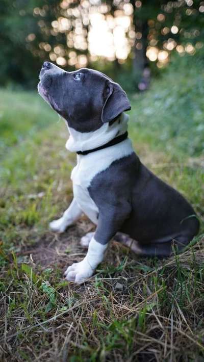 Dein Hund im Dogorama-Kalender 2021-Beitrag-Bild