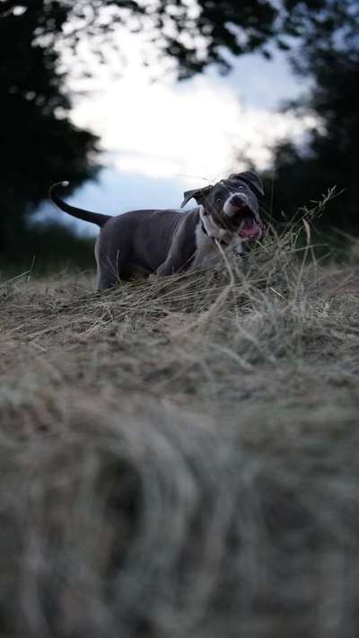 Dein Hund im Dogorama-Kalender 2021-Beitrag-Bild