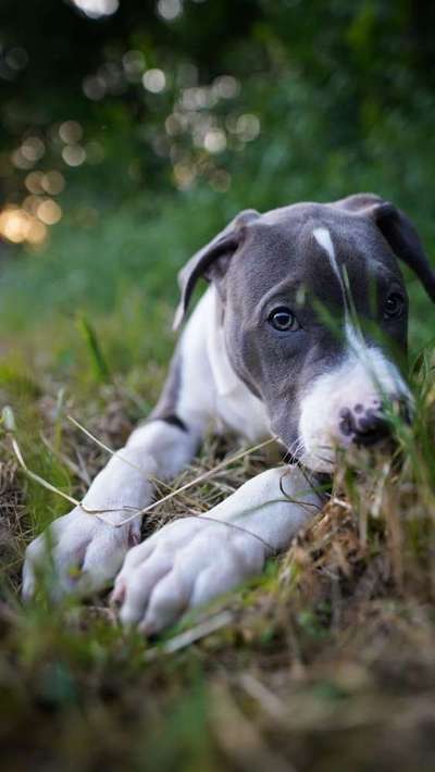 Dein Hund im Dogorama-Kalender 2021-Beitrag-Bild