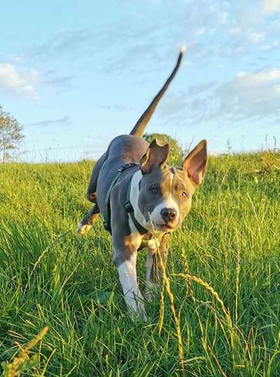 Dein Hund im Dogorama-Kalender 2021-Beitrag-Bild