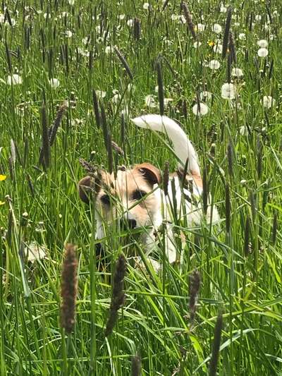 Die Dogorama Monats Challenge "Es grünt und blüht"-Beitrag-Bild